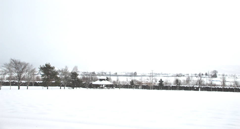 昨日からの積雪で倖の畑も真っ白です