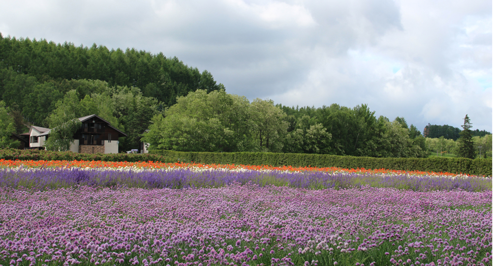 紫色のコントラストも美しい春の彩りの畑