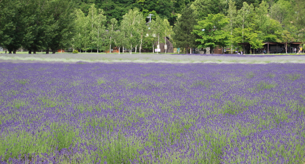 倖の畑では紫色のグラデーションができています