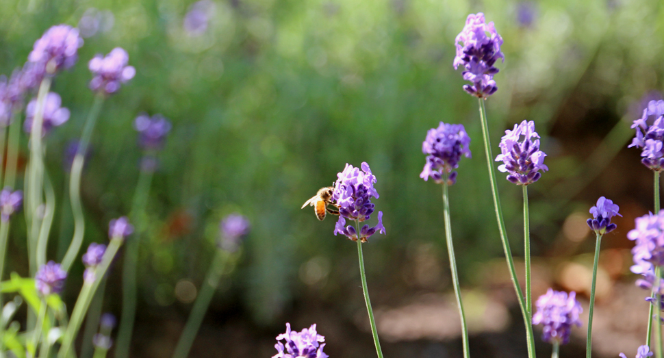花人ガーデンでミツバチと出会いました