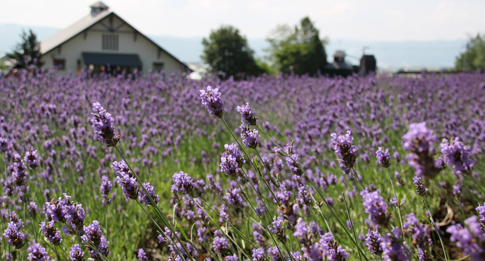 花人の畑のラバンジンはまだまだ紫色をお楽しみ頂けます