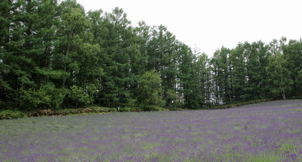 濃紫早咲が広がる森の彩りの畑