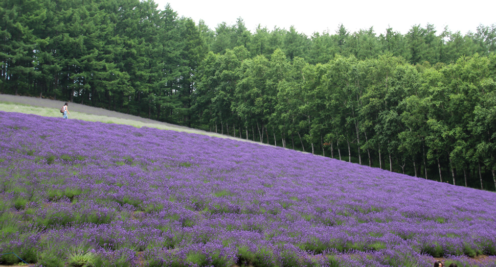 紫色が鮮やかなトラディショナルラベンダー畑