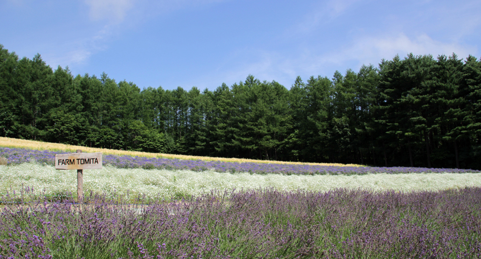紫と白の対比がきれいな森の彩りの畑