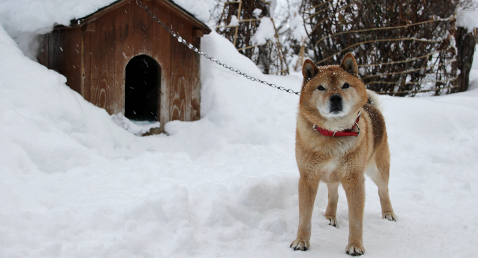 雪の中でも元気な北海道犬