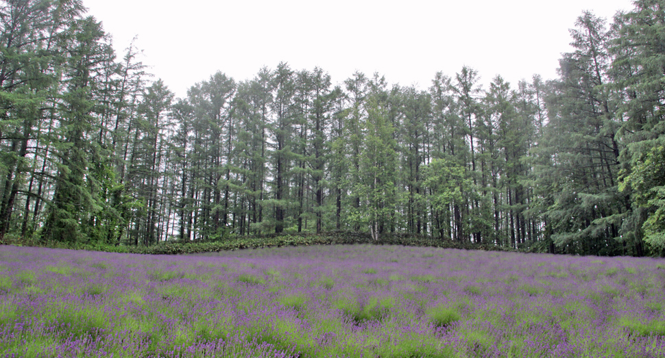 森の彩りの畑も紫に彩られてきました
