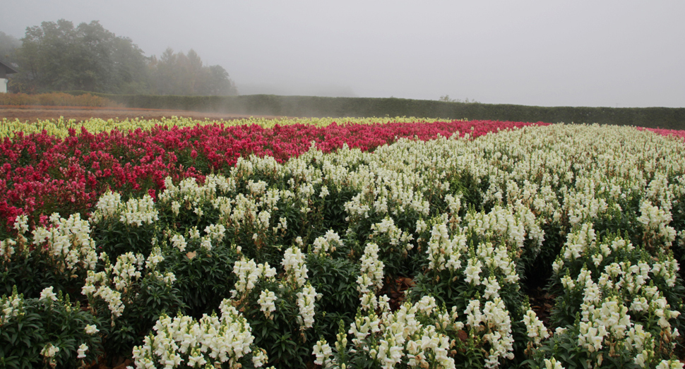冬支度が進む園内です ファーム日誌 花畑の紹介 北海道のラベンダー畑 ファーム富田 オフィシャルサイト