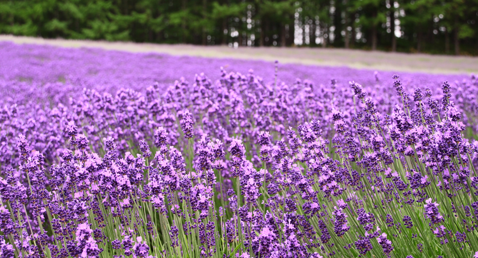 トラディショナルラベンダー畑の濃紫早咲