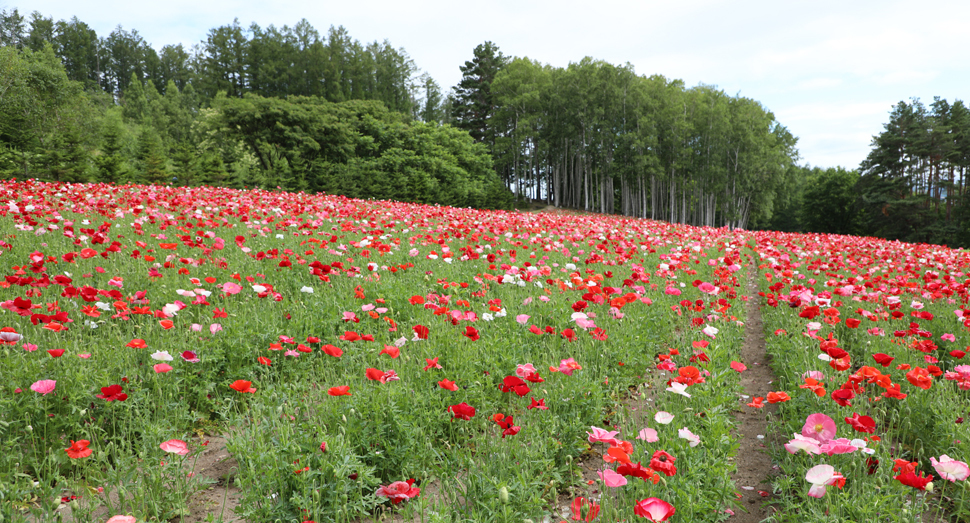 山の彩りの畑のポピー ファーム日誌 花畑の紹介 北海道のラベンダー畑 ファーム富田 オフィシャルサイト