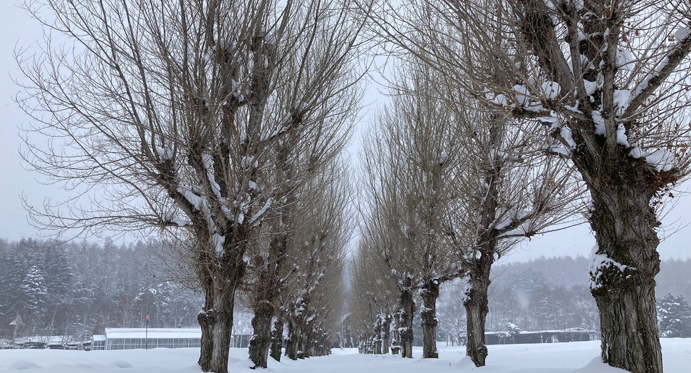 ポプラ並木も雪が舞っています