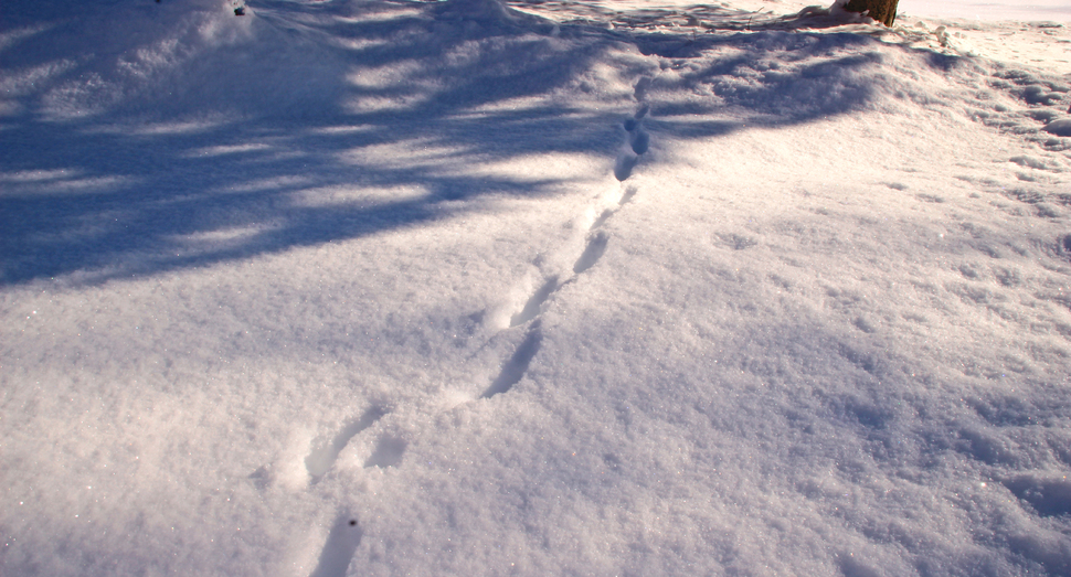 深く積もった新雪に動物の足跡を発見！