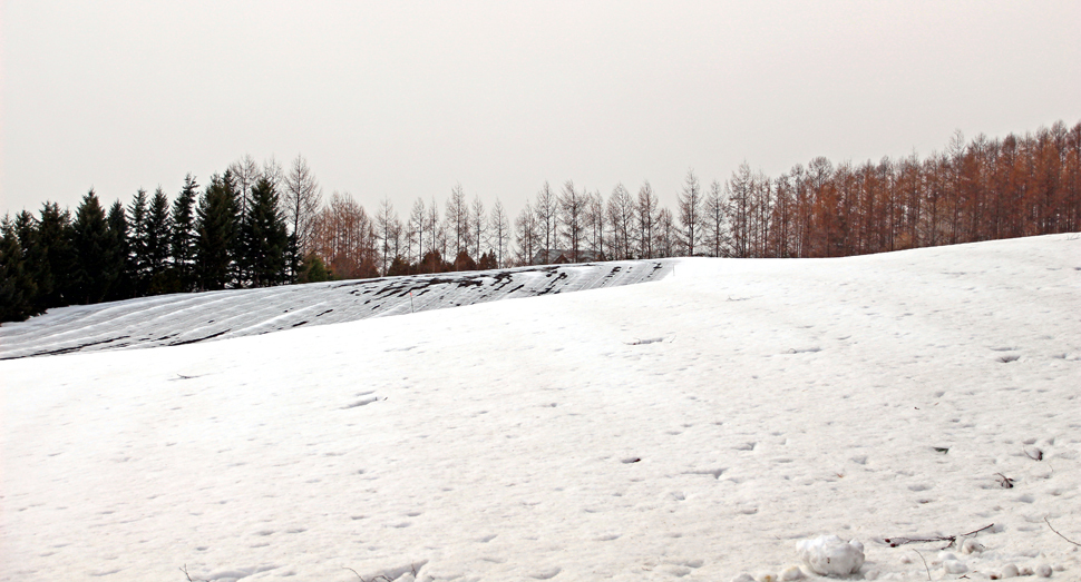にわか雪がちらつく彩りの畑では、少しずつ地面が顔を出し始めています