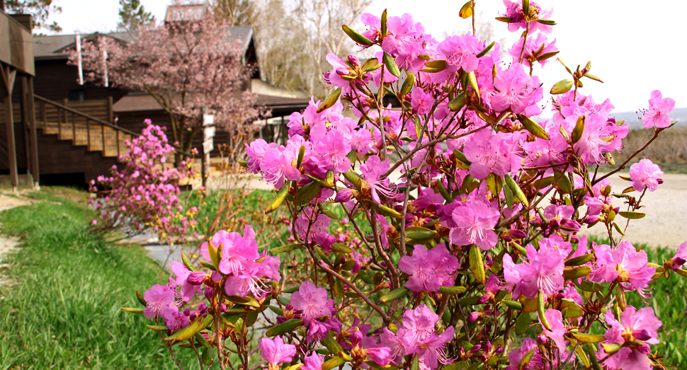 春の陽気に誘われてエゾムラサキツツジが鮮やかに咲いています
