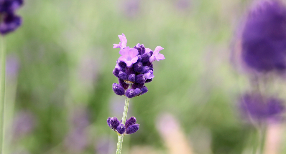 温室(グリーンハウス)内のラベンダー濃紫早咲。開花すると淡い紫色になります