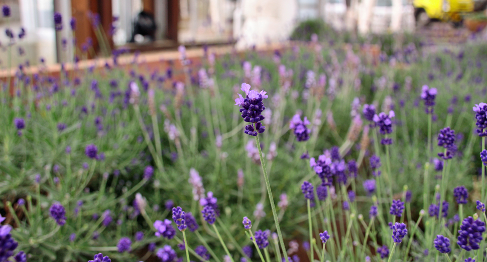 温室の中では濃紫早咲も少しずつ開花中！