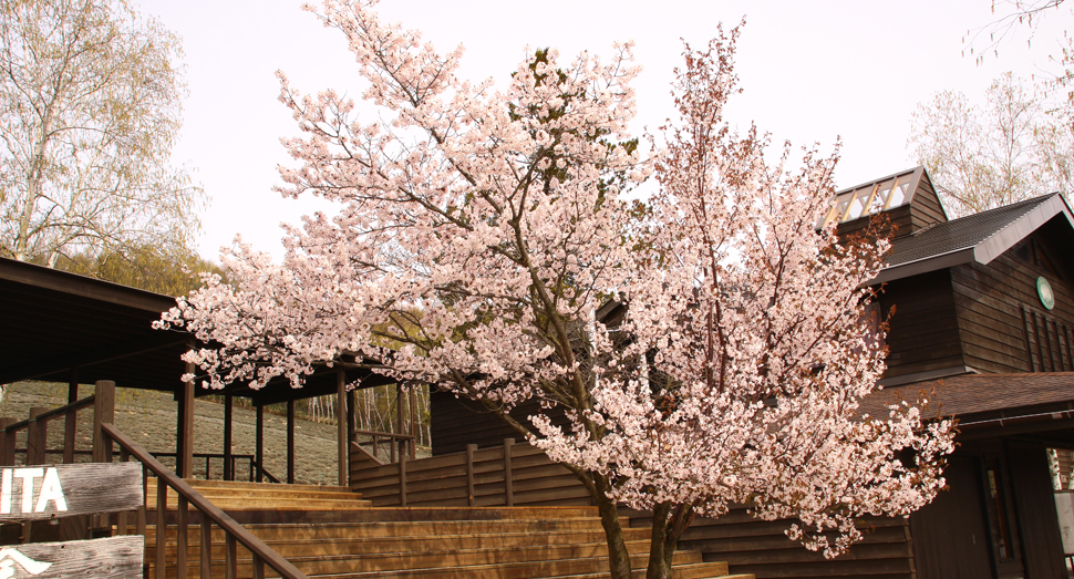 ポプリの舎に咲く桜