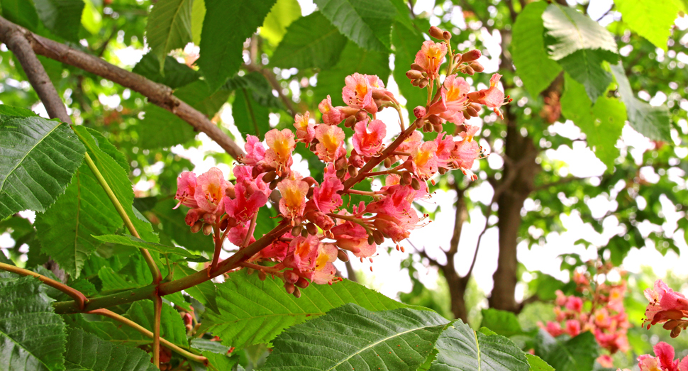 ｢ベニバナトチノキ｣も枝いっぱいに花を咲かせています