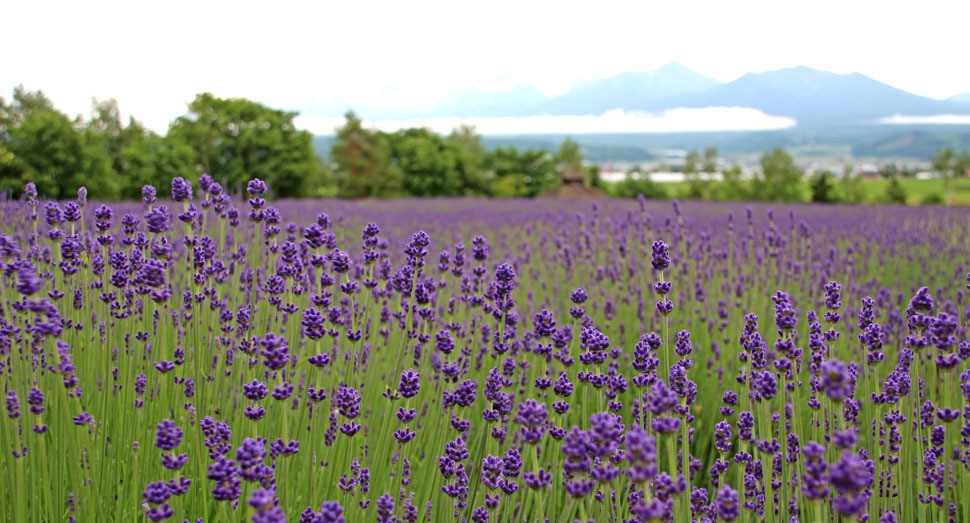 開花が近づいてきた倖の畑の『濃紫早咲』
