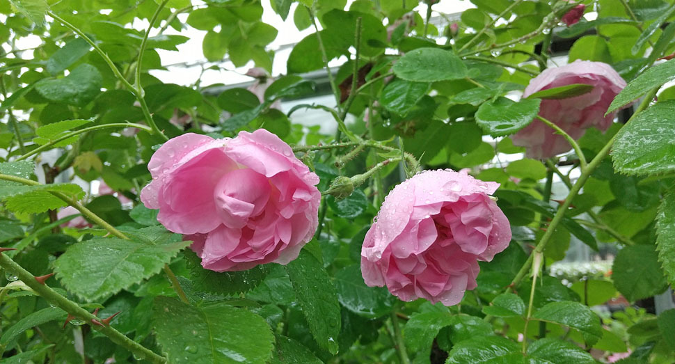 雨にうたれながらも甘い香りを漂わせる温室前の「ローズ ド メイ」