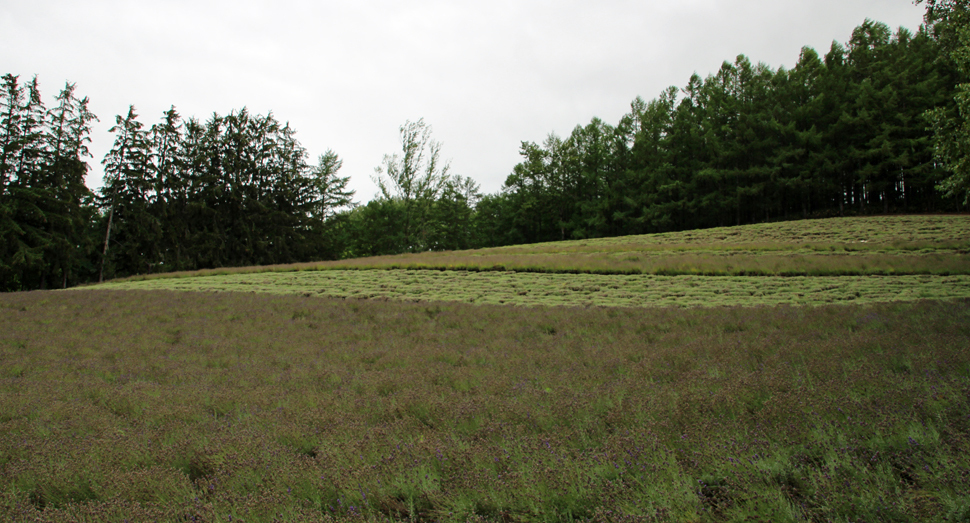 トラディショナルラベンダー畑は半分近く刈り取りが進んでいます