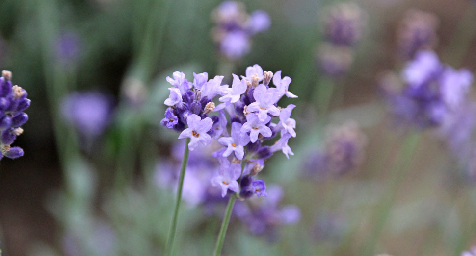 星型の小さな花が可愛い濃紫早咲