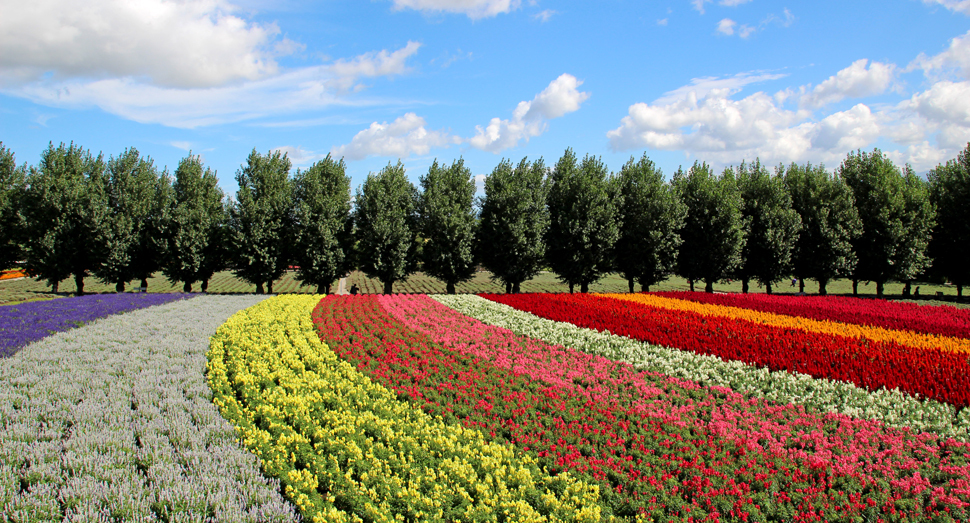 青空が広がる花人の畑(展望デッキより)