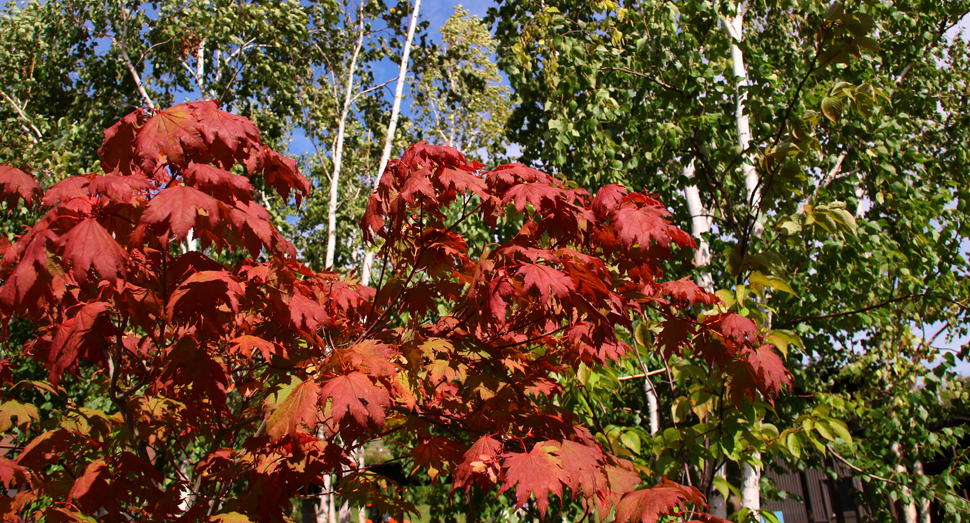 風は涼しく紅葉が始まっています