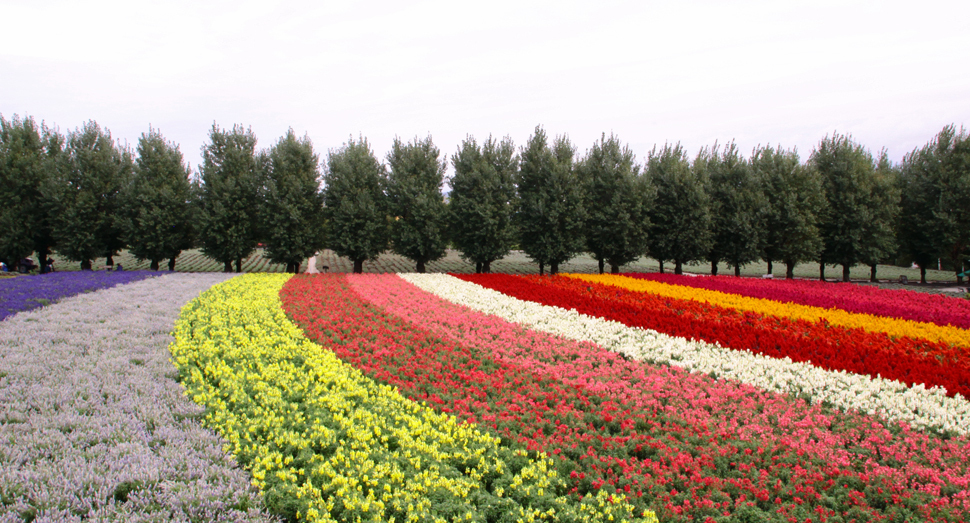 パッサージュから見る花人の畑。花の帯が色鮮やかです