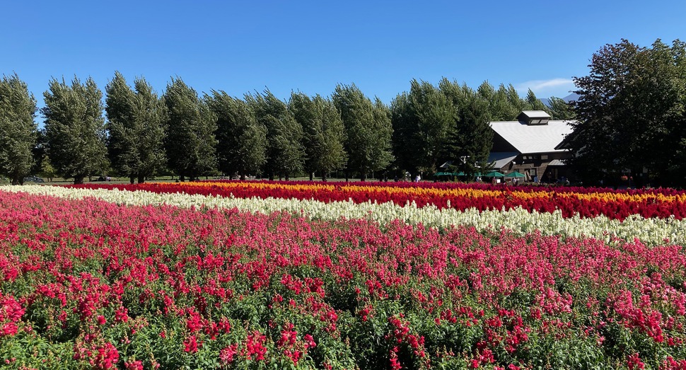 見頃の「花人の畑」