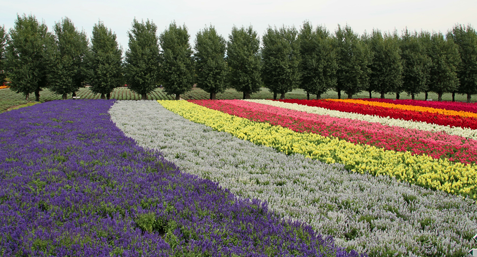 花人の畑は見頃が続いています