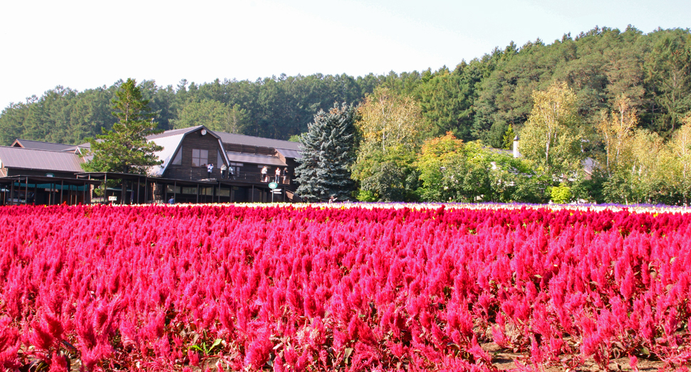 真っ赤なケイトウの花が目を惹きます