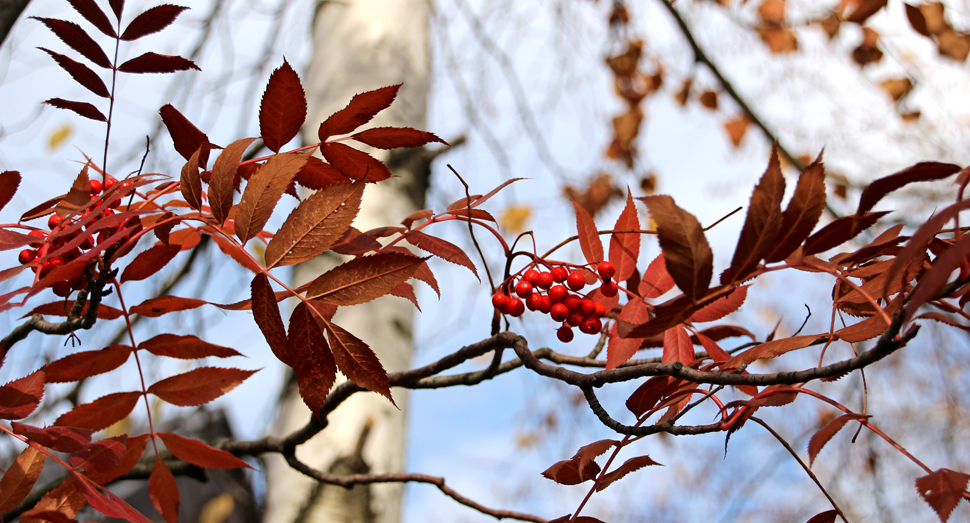 真っ赤な実をつけ紅葉するナナカマド