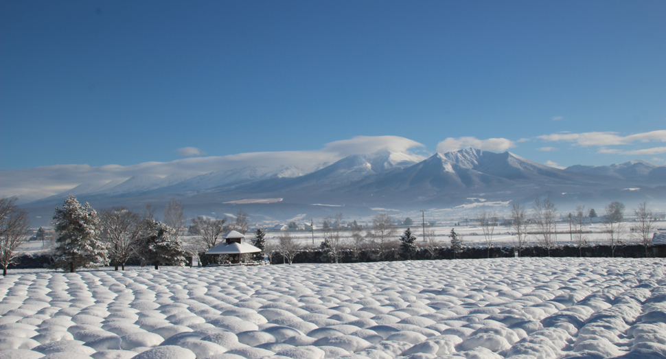 ラベンダーの株に雪が積もってできる凹凸は、積もり始めのこの時期ならではの景色です