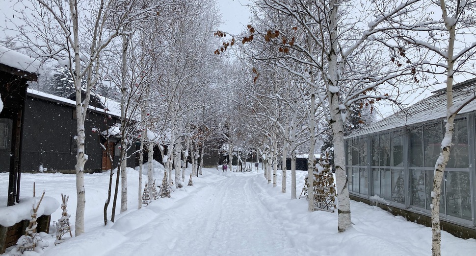 まだまだ雪が少ないです