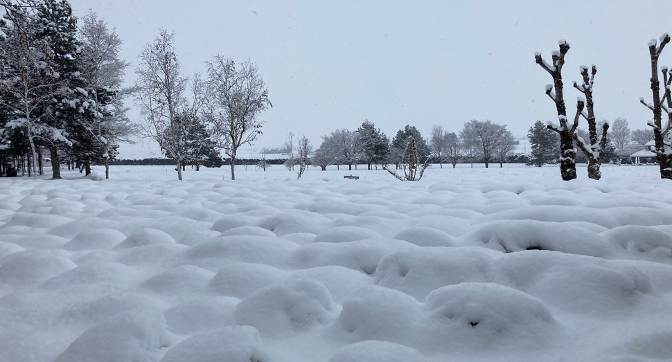 雪の積もりはじめのラベンダーのポコポコ