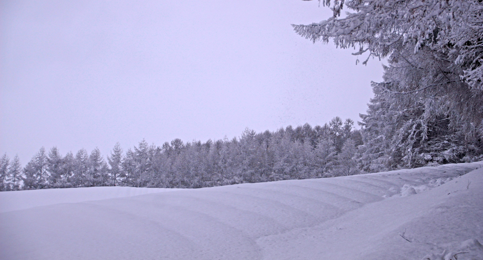 彩りの畑には雪模様ができていました