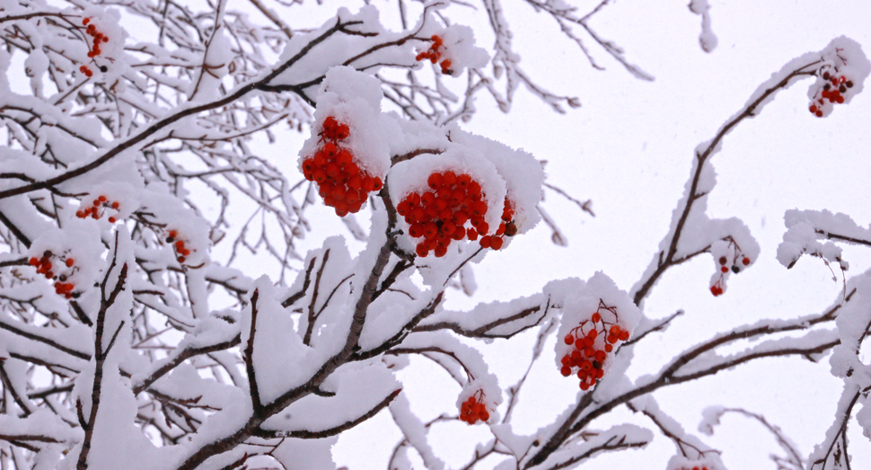 雪景色に彩りを添えるナナカマドの実