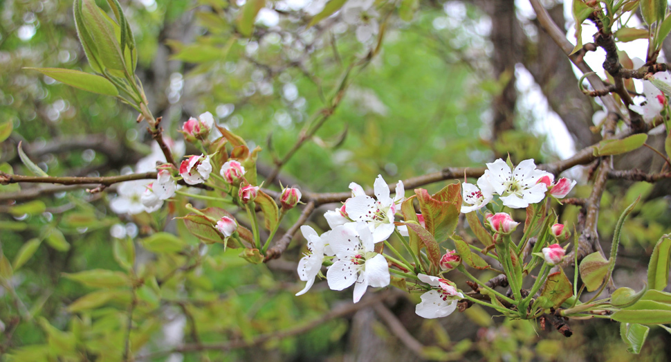 可憐な花姿のセイヨウナシ