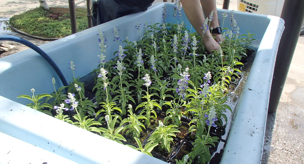 ブルーサルビアの苗。植え付ける前に水をたっぷり含ませます