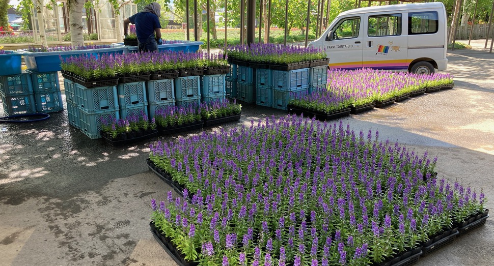 秋の彩りの畑に定植される花々