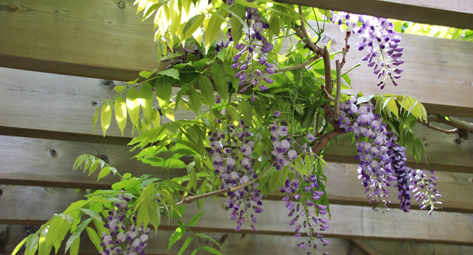 マザーズガーデンでは藤の花が涼しげに垂れています。