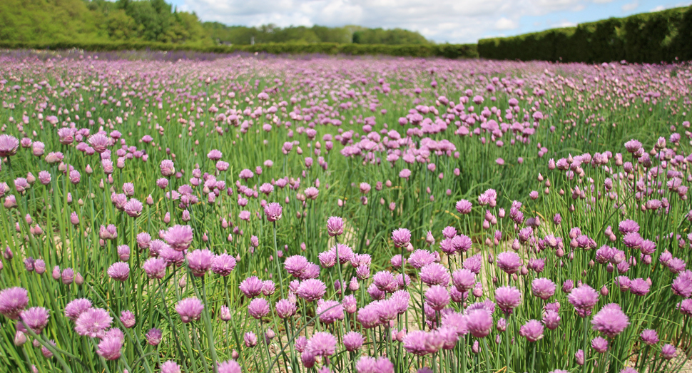 チャイブの開花が進み、淡い色に包まれています。