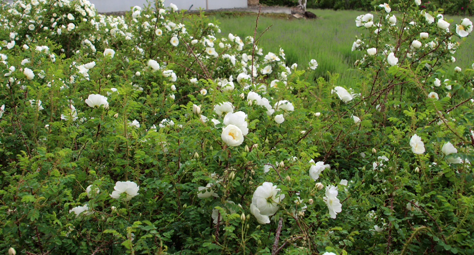 蒸留の舎前ではまなす白花が咲き乱れています