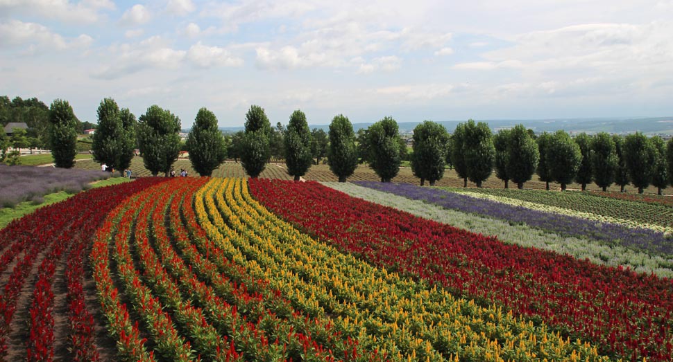 花の舎展望デッキからご覧いただける花人の畑