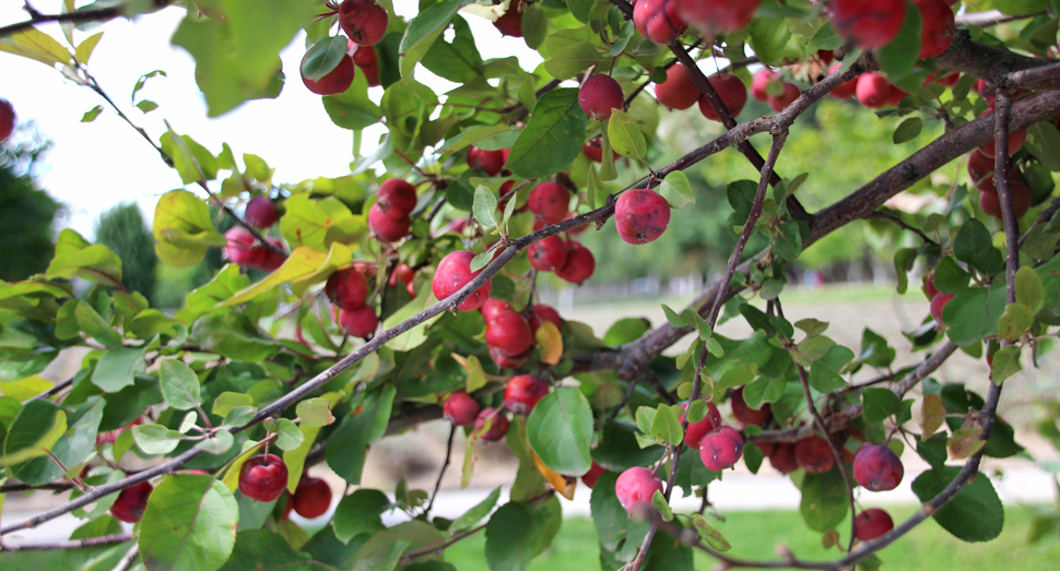 秋の彩りの畑近くに実っているヒメリンゴ