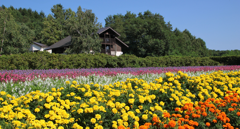 色とりどりの花がにぎやかに咲く秋の彩りの畑