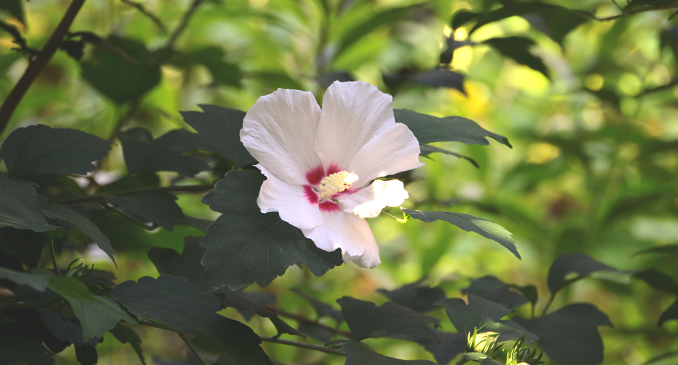 マザーズガーデンではムクゲの花が咲いています