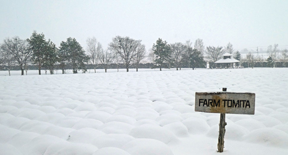 ラベンダーが雪に覆われ、ポコポコとした可愛い形になっています(倖の畑)