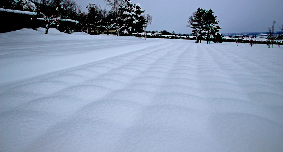 ラベンダー畑の雪がポコポコしています