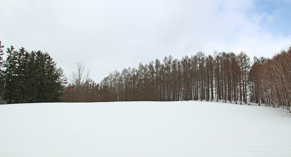 トラディショナルラベンダー畑はまだ雪をかぶっていますが･･･